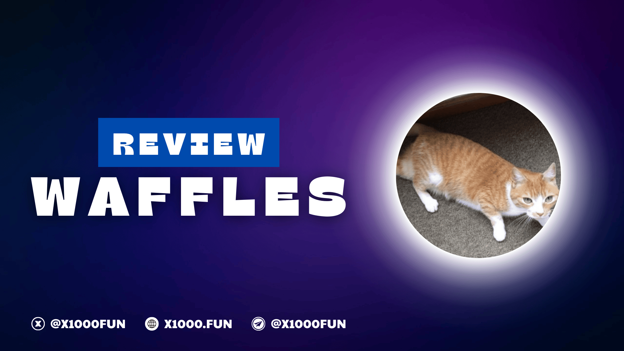 Review Waffles The Cat - Davincij15's Cat